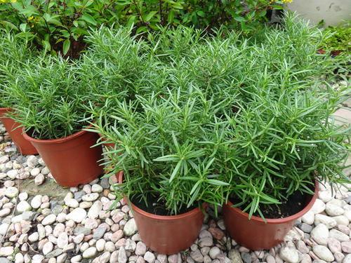 狗狗总是长癣掉毛用什么药好,狗狗总是长螨虫怎么办