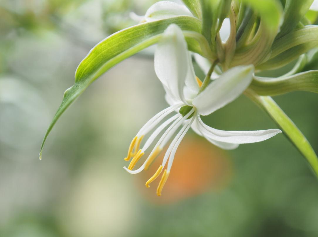 吊兰水培生活妙招,家庭盆栽吊兰的家养方法