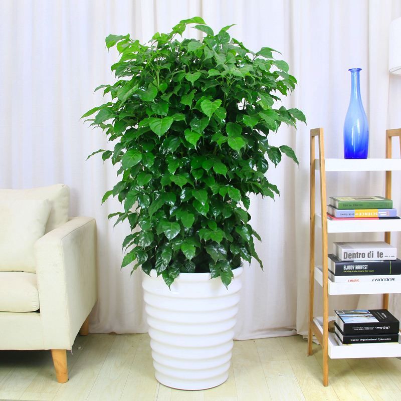 幸福树叶子发黄落叶怎么防治,幸福树叶片边缘发黄是怎么回事