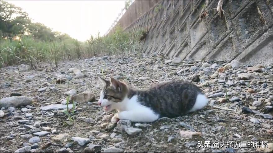 猫妈妈教小猫爬,猫妈妈教猫