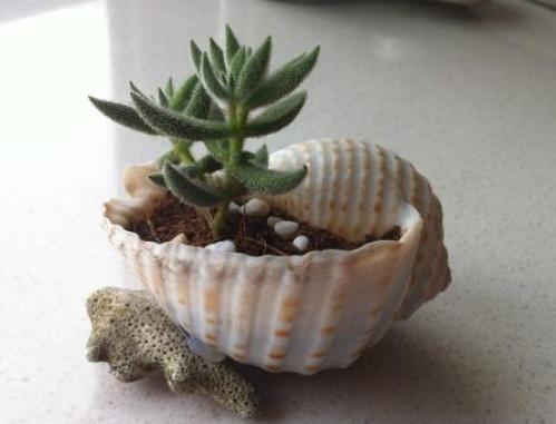 夏天耐热露天最好养的多肉,冬天夏天不用搬回室内养的多肉