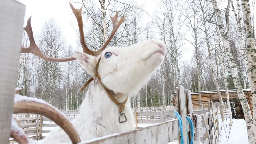 萨米人的历史,欧洲最后的土著
