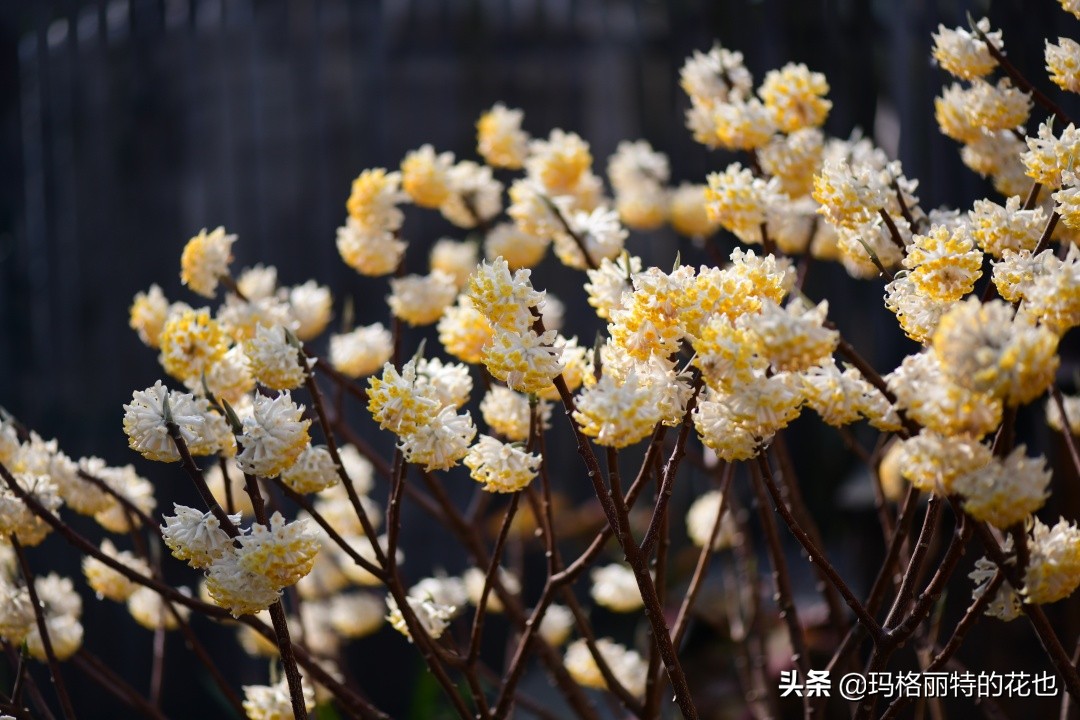 花园里四季常青的树,花园里四季都绿的植物