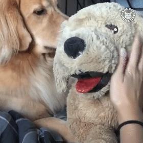 怎么惹金毛生气,金毛惹主人生气