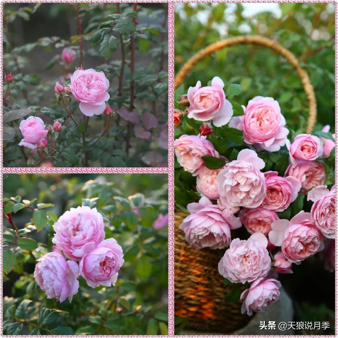 又一个十年,国产自育品种