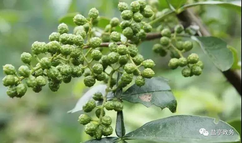 沃野千里风景图,山乡巨变之美不胜收