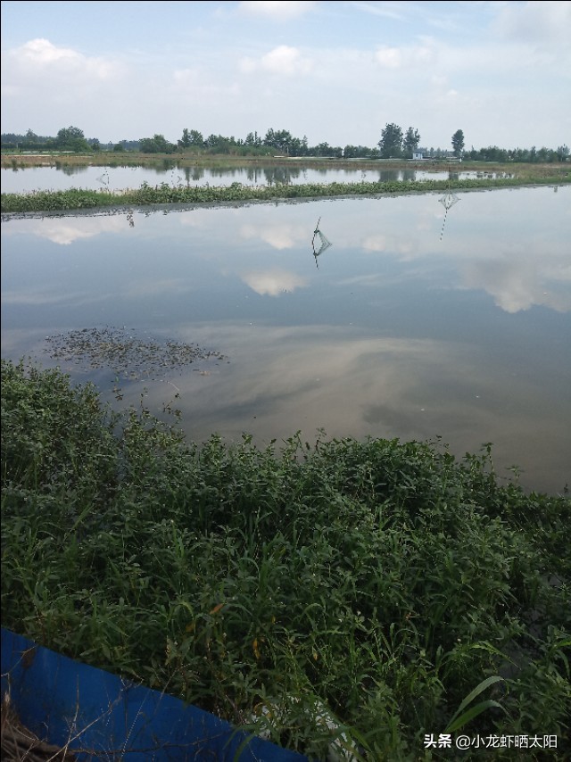 小龙虾塘口伊乐藻水草什么时候种,伊乐藻可以养高温虾吗