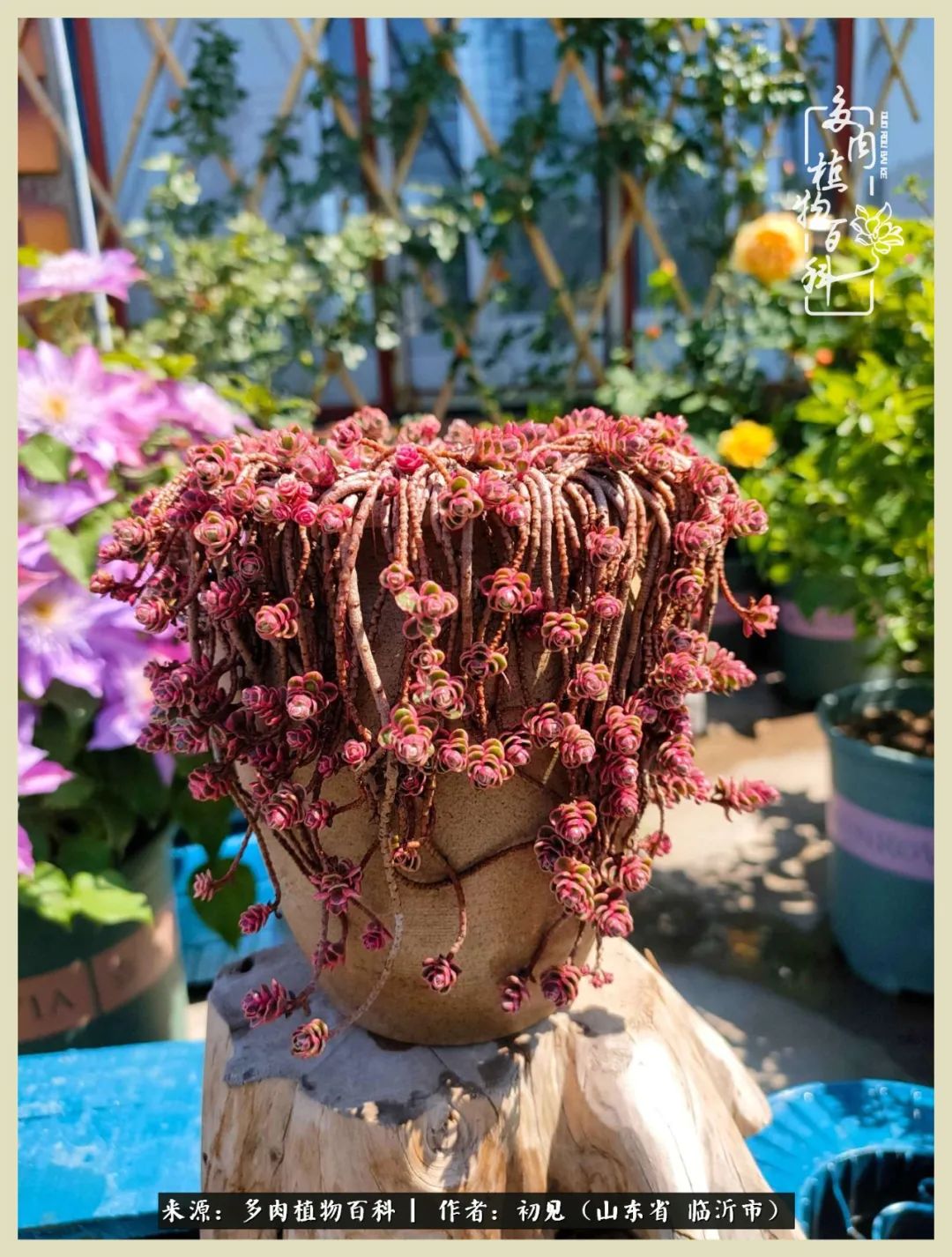 和多肉植物相伴,和多肉相处的心情