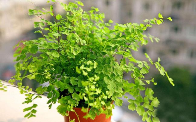 养花用锯末子好吗,养花好用的东西