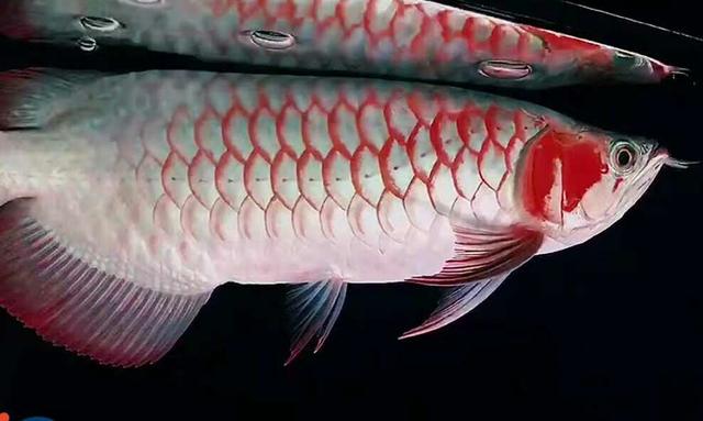 以剥削别人的利润购买而来的观赏鱼，是养不好的！