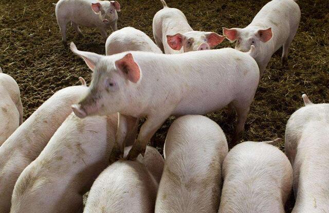 临产母猪38度不吃食怎么办,临产母猪乳房发红是怎么回事