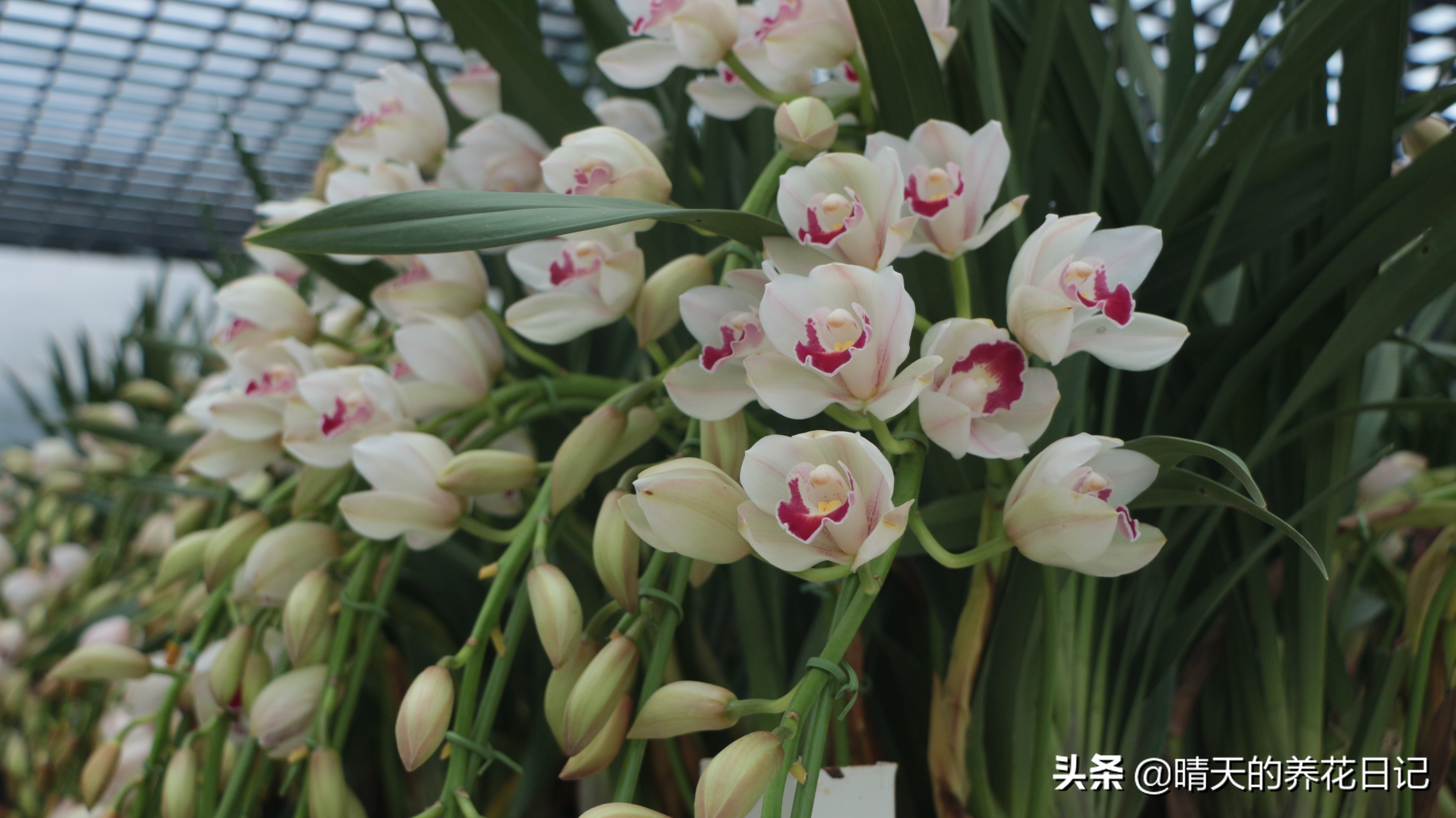 大花蕙兰花苞从哪个位置长出的,蕙兰换盆时根部干瘪怎样处理