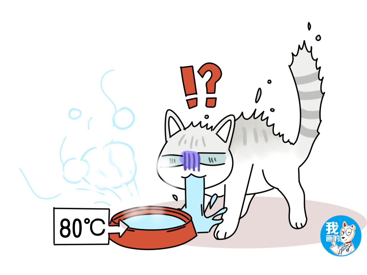 不爱饮用水，偏好一口马桶水，难道猫咪故意和主人作对？