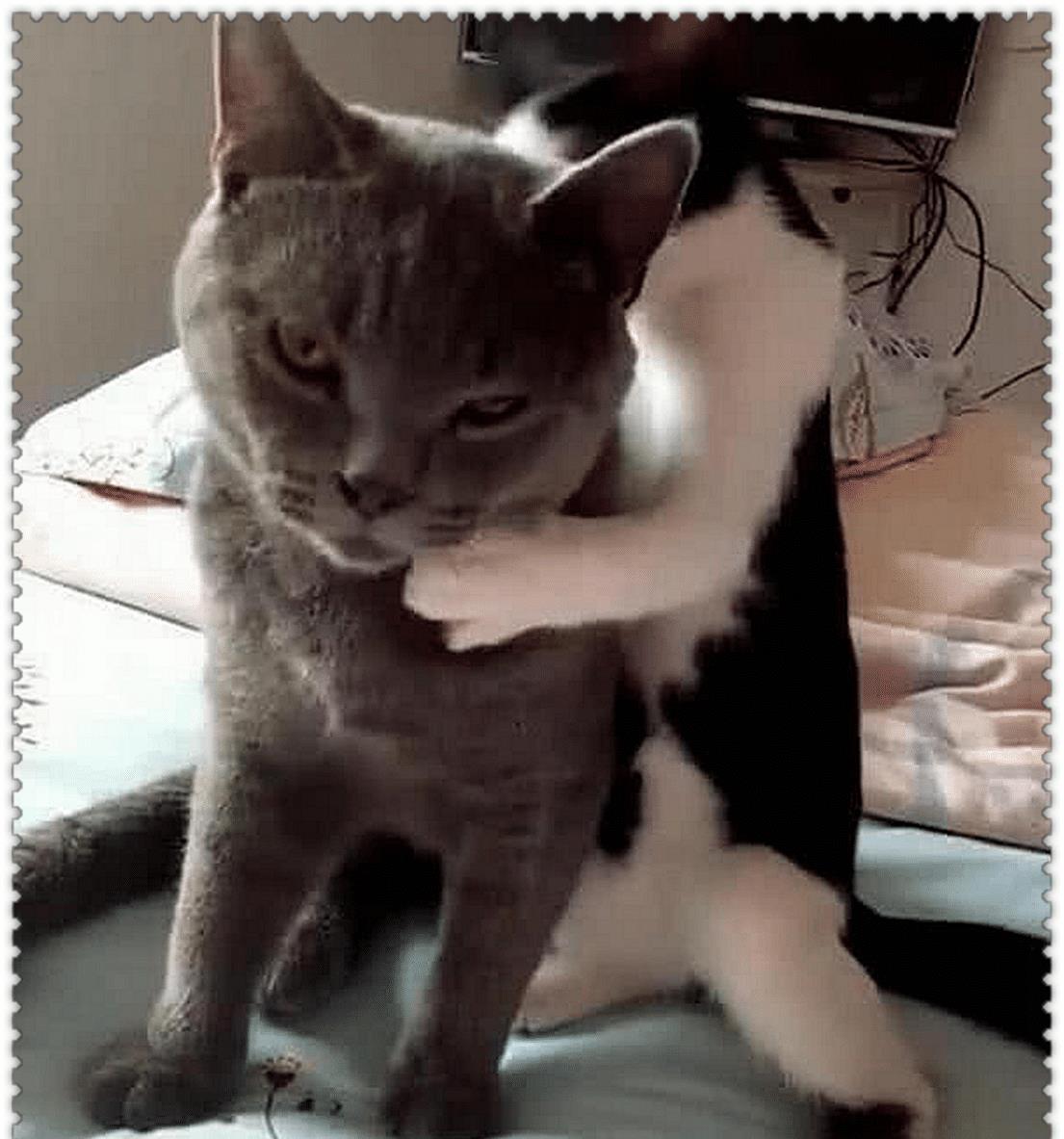 蓝猫母猫绝育后什么样,蓝猫被绝育的视频