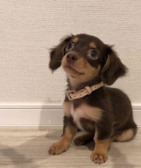 在日本生活的中国二胎夫妇,日本二胎家庭的真实感受