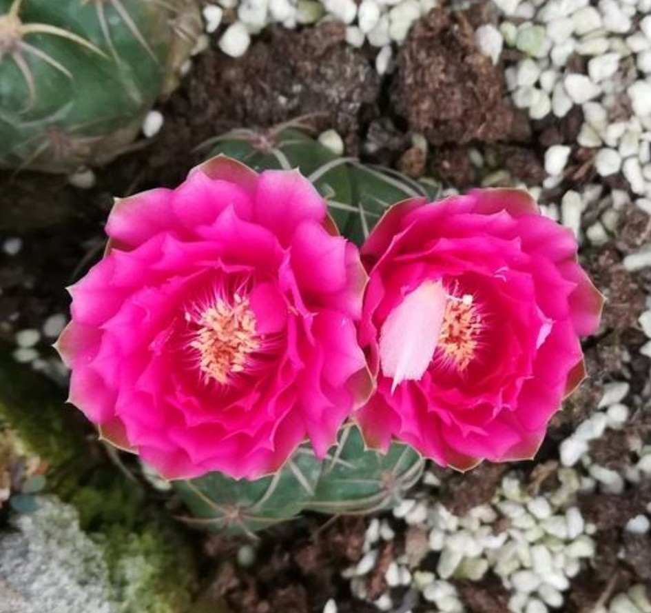 太极莲仙人球,狂莲仙人球