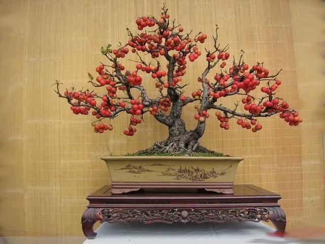 景观树预防虫害,树虫害怎么补救