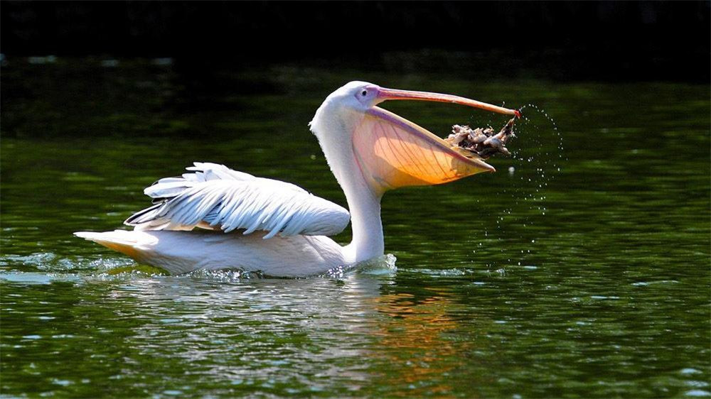 骆驼鸟大嘴如网兜,捕到大鱼后,还会让鱼在嘴里滚3分钟才吞下