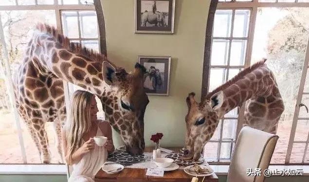 吃长颈鹿治艾滋病？为保护谣言下的生命他们建了家世界唯一的酒店