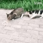 为什么中国没有自己的纯种猫,都有哪些纯种猫