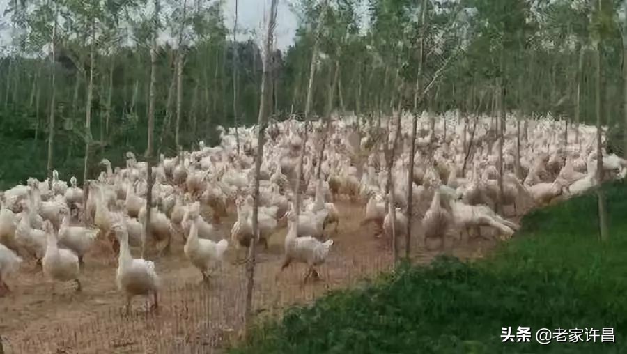 他深深爱着禹州这片土地，是命中注定的吧