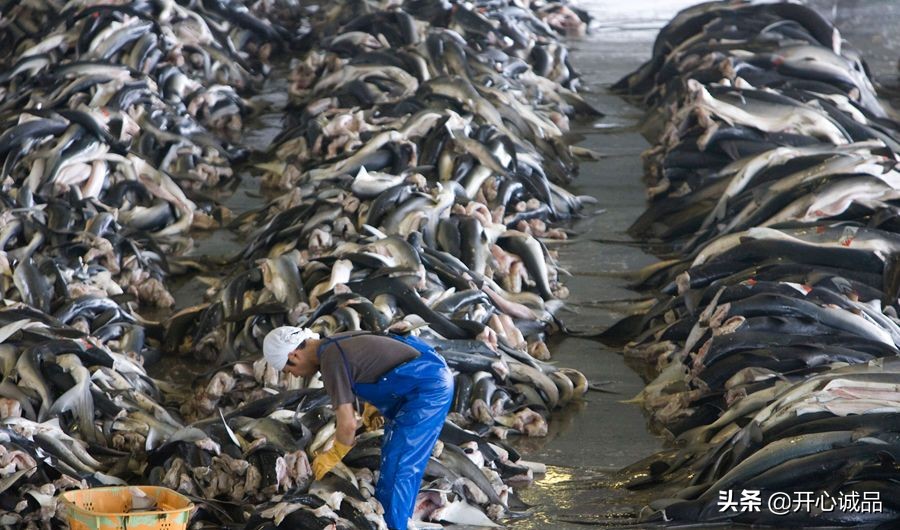 极限工作之捕鲨：年捕杀2亿条！虽说给了份子钱，鱼翅能不吃吗？