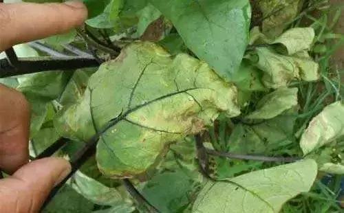 农友：我家有“粪”不用花钱买有机肥？对不起，你的灾难要来了