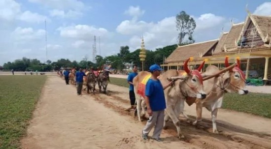 为什么今年很多人在柬埔寨生活,为什么现在身边那么多人去柬埔寨