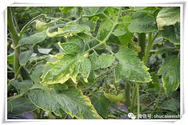番茄缺镁有什么症状,番茄病毒病的防治和缺素防治