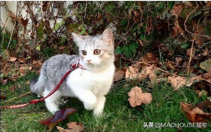 猫牵引绳做法,猫适合用牵引绳吗