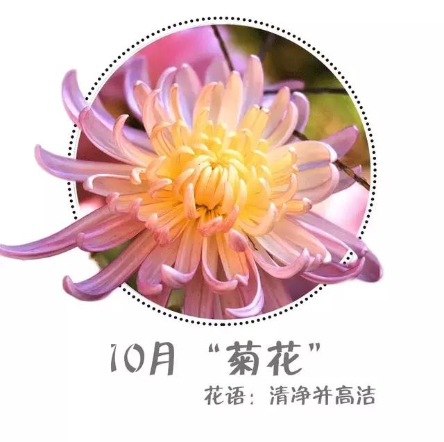 魔都赏花旅游攻略,魔都春季赏花好地方