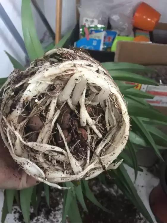 绿萝吊兰爱“吃土”，2年盆土“吃光光”，说啥也要换土！