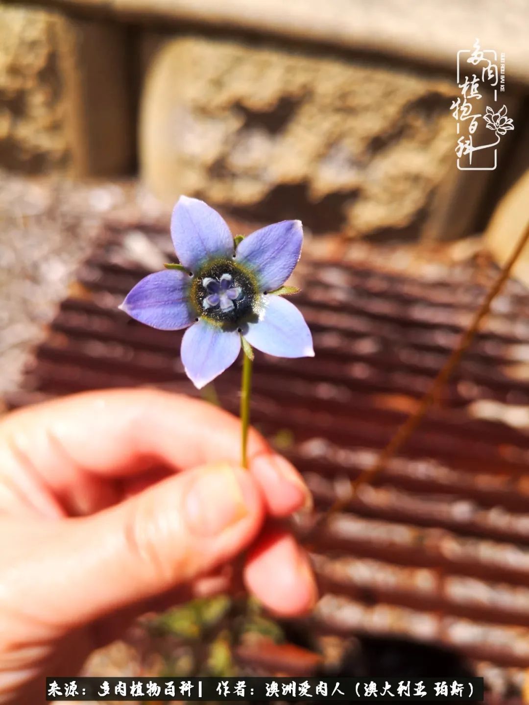 采蘑菇的小姑娘，“转行”来把多肉养