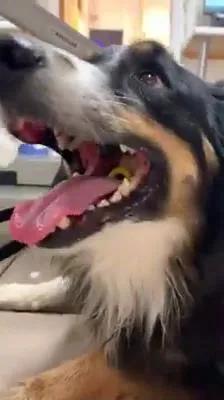 牧羊犬吞下最爱的玩具球，下一秒疯狂呕吐，幸亏一个洞救它狗命