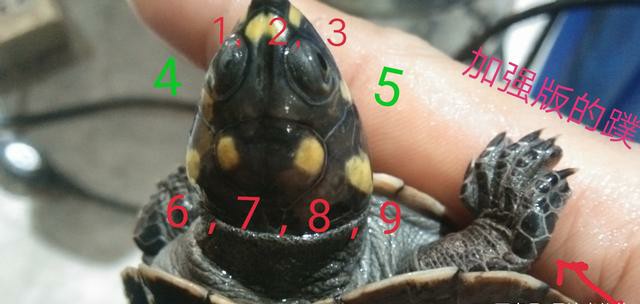 黄头侧颈龟到底能不能养,养黄头侧颈龟适合造景么