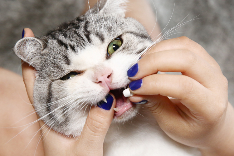 拜宠清驱虫药猫用怎么样,拜耳拜宠清猫驱虫药服用注意事项