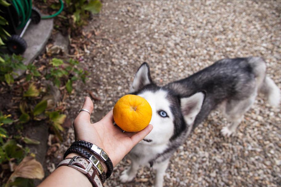 哈士奇特别会掉毛怎么办,哈士奇掉毛期是否可以剪掉毛发
