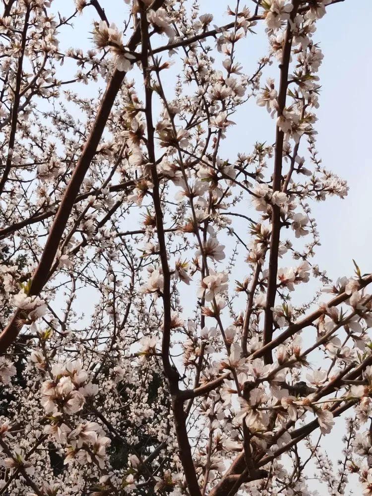 太原迎泽公园3月份看花,迎泽公园看花