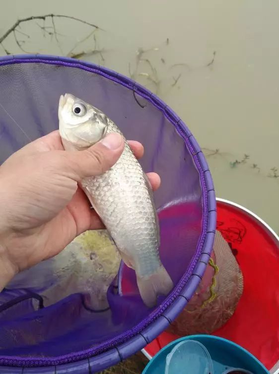 本汀神鹤和太极宗师,本汀神鹤鲫鱼竿