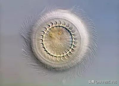 锦鲤感染车轮虫图片,锦鲤小瓜虫治疗最好办法