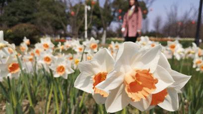 绍兴杭州湾海上花田100万郁金香等你来赏来赴一场春天的约会。
