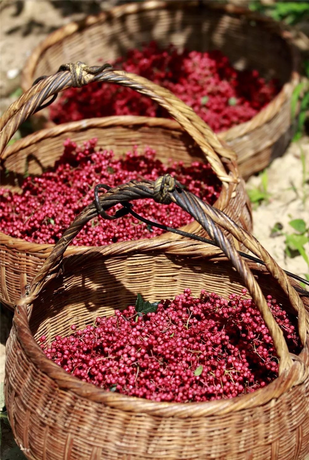 陇南各县城区面积排名,陇南缤纷城