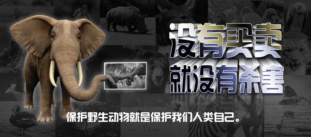 没错，他们竟然用“三步倒”“毒镖”杀犬并贩卖！