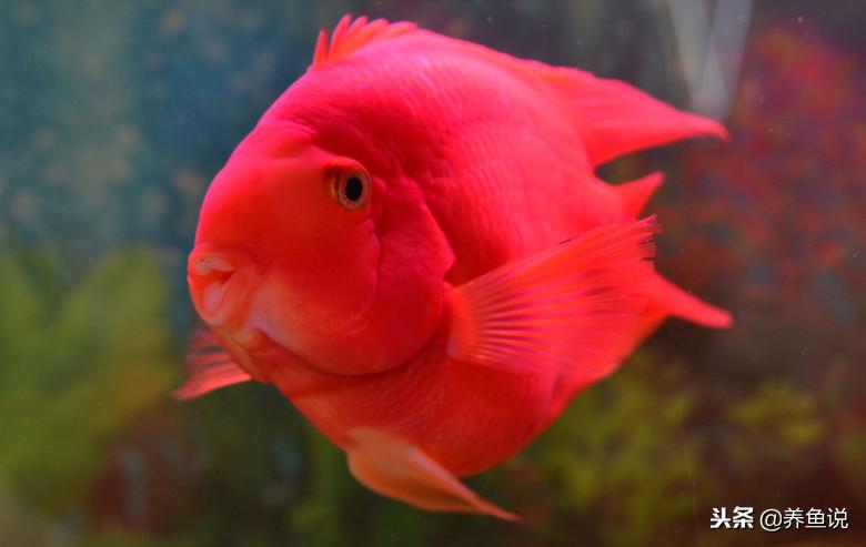 观赏鱼得病了用啥药也没用,观赏鱼生病的原因和解决方法
