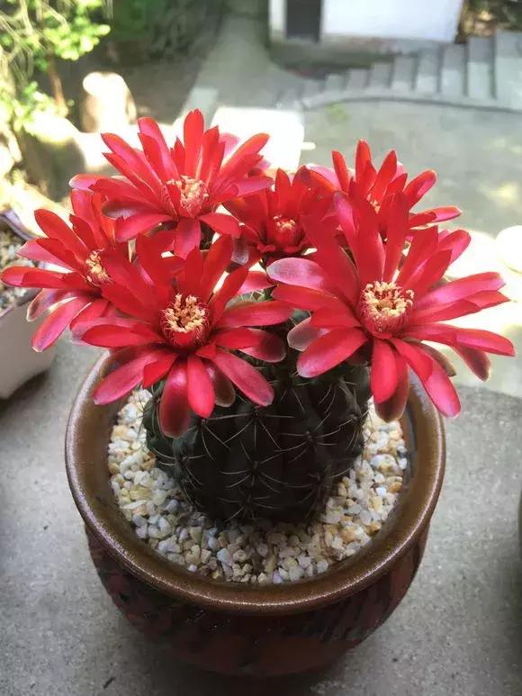 会开花的仙人球有几种,仙人球开花机器有哪些