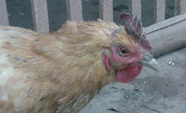 鸡肿脸是什么病怎样治疗,养殖鸡眼睛肿了是什么病