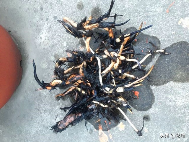 碗莲种藕种几棵好养活呢,碗莲种藕种了一个星期不长叶