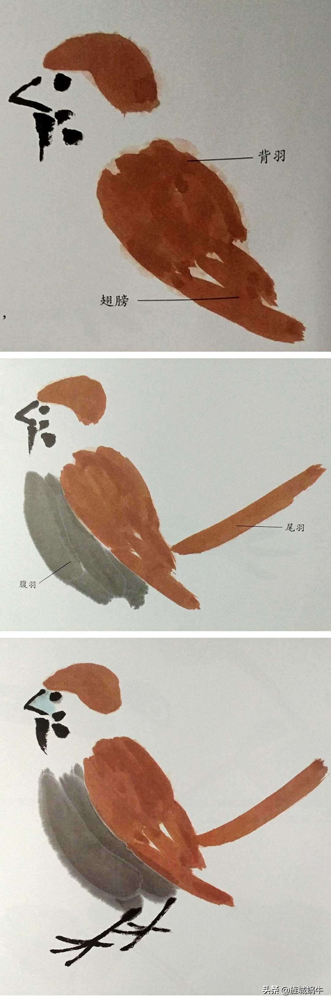 一学就会的禽鸟画法书,禽鸟的画法大全图解