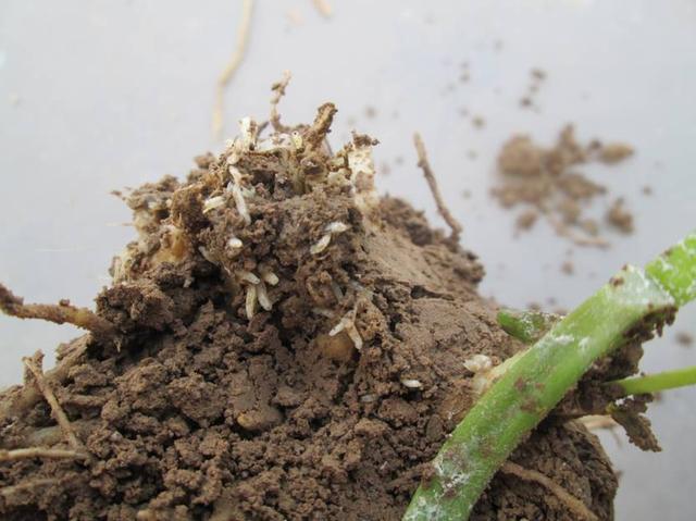 如何治韭菜韭蛆,韭菜韭蛆的防治