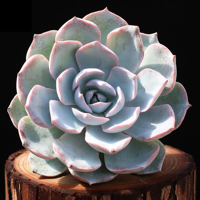 蓝石莲多肉最好看,多肉界的颜值天花板